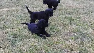 puppies briard Buhlbino kennel