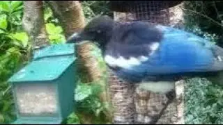 Magpie Bird On Summer Saturday Visit To My Cottage Garden Scone Perth Perthshire Scotland