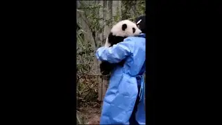 🌸估计奶妈很快就抱不动这个巨型娃娃了 Nanny Will Not Be Able To Hold This Giant Doll Soon #PandaHeHua #大熊猫和花 #Shorts