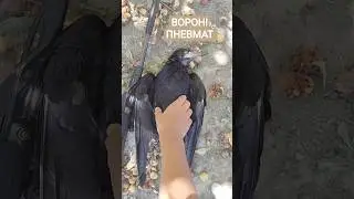 ворон! с ПНЕВМАТА! с мр-512! контроль численности ворон! #вороны #охота!