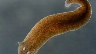 Planaria Reproduction