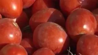 Tomato Processing Line
