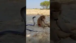 Monkey attack the snake #discovery #animalplanet #animals