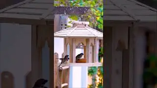 Build a Bird Feeder from a Pallet in Minutes!