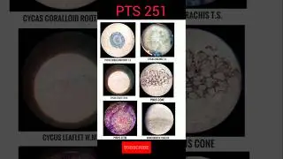 To observe & study the permanent prepared studies for different plant groups #experiment  #shorts