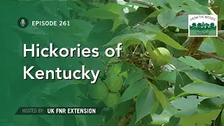 Hickories of Kentucky - From The Woods Today - Episode 261