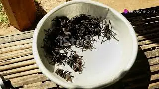 Chilean Tarantulas: Giants of the Desert #animal2024 #wildlife