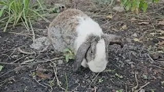 The rabbit sits and watches the puppies happily playing together.