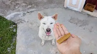 My Dog Eating Nutritional Dental Snack And Fish Oil