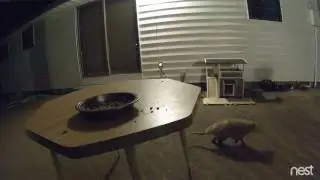M3FC 0013 Possum can't jump