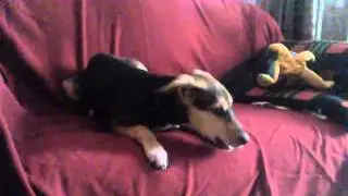 Crazy Sexy Bitch -Adopt Stray Dog