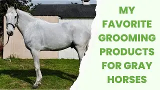 The Best Horse Grooming Products for Gray Horses