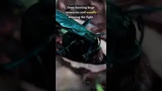 Tarantula Nightmare: Meet The Wasp Packing A Disturbing Stinger
