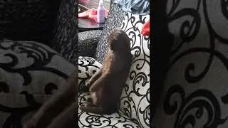кошка забавно сидит на диване
