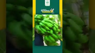 From Indian Farms to Global Plates &ndash; The Banana Export Story by Bandhan Agritech!  #youtubetrend