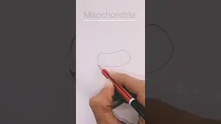 Easy way to draw - Mitochondria #biologyclass9th #science #ncert