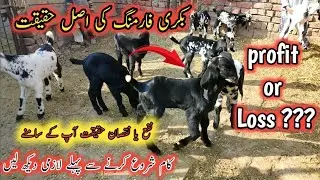 Goat farming profit and loss