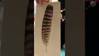 Divine Feather Messenger General Reading 💝💝