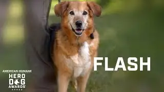 2018 Hero Dog Awards | Law Enforcement/Arson Dog Category Winner &ndash; K-9 Flash