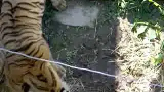 Crown Ridge Tiger Sanctuary
