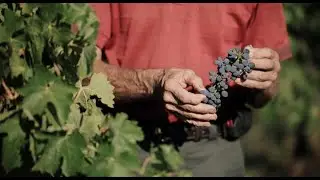 Liebichwein Winery & Cellar Door | Barossa Valley | South Australia