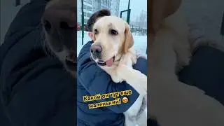 Папка гоняет Арчика, чтобы бока не росли 😅тут Арчи еще совсем малыш, не больше полугода! #лабрадор