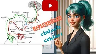 Mono- und polysynaptischer Reflexbogen, viszerale Reflexe, Eigenreflex + Fremdreflex einfach erkl&auml;rt