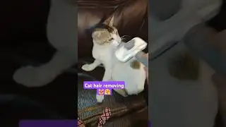 How To Remove Cat Hair from Every Surface😻poriskar korte dicche na 🧐#catsworld #ytshorts #catlover