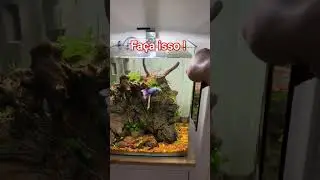 Uma maneira de fazer seu peixe Betta se exercitar