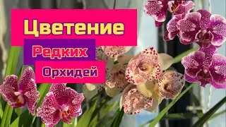 Цветение редких орхидей фаленопсис и цимбидиума #orchid #цветущиеорхидеи #flowers #plants #phal