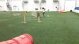 Chaos CPE Agility Irish Setter