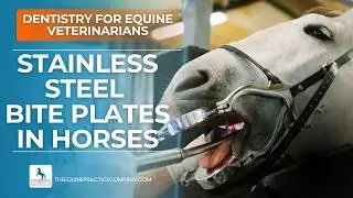Stainless Steel Bite Plates in Horses: Risks of Incisor Chipping