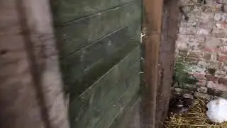 Sunday morning rush hour live at the farm