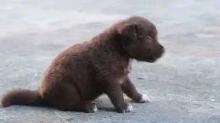Coltriever - 4 weeks old puppies