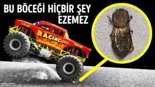 Bu Böceğin Kabuğu Bir Arabayla Çarpışınca Bile Kırılmaz + Süper Gücü Olan Başka Böcekler