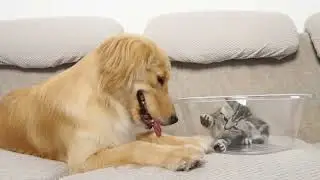 Before Kitten and Golden Retriever Became Friends #viral #video #2026 