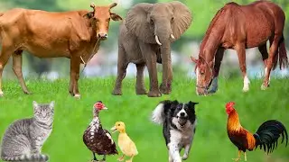Farm Animal Habitats: Monkey, Cow, Elephant, Horse, Dog, Chicken, Cat, Mouse &ndash;Learning About Animals