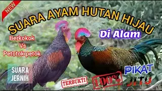 SUARA AYAM HUTAN HIJAU || SUARA PIKAT AYAM HUTAN HIJAU || AYAM HUTAN HIJAU JANTAN || ~ @Mastengnex
