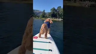 Coniston Water #coniston #lakedistrict #cumbria #standuppaddle  #suppup #cockapoo @Red-Equipment