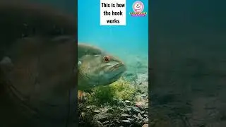 This is how the hook works | Subscribe | #short #youtubeshorts #shortsfeed #fishing