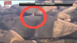 Leopard Spotted Near Kurnool, Villagers Scared I MAHAA NEWS