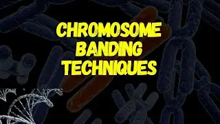 Chromosome Banding Techniques Explained | G, R, Q, C, T & NOR Banding