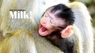Poor baby Bronx cry big mouth no sound hungry milk,Briget mistreat Bronx not allow try her milk