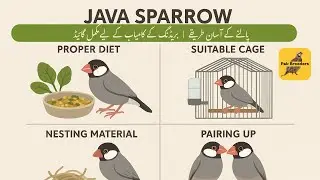 Java sparrow Basic Tips And Breeding Tricks For Beginners | Pak Breeders