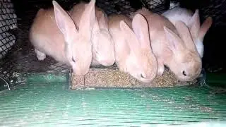 علاج العطسة والبرودة لدى الأرانب بواسطة الثوم جد فعالة٠
