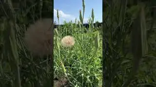 Козлобородник 🤣Мега одуван !