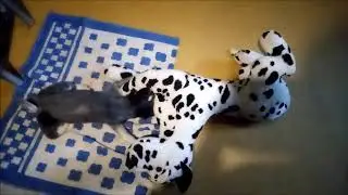 Локи и далматин. Схватка 1. (горизонтальное видео)