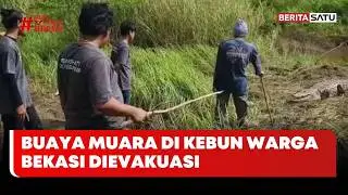 Buaya Muara di Kebun Warga Bekasi Dievakuasi #beritasatu
