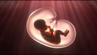 Baby in the Womb Lullaby |Prenatal Music for Deep Relaxation & Bonding 🌸