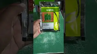 syngenta chill seed HPH 1069 #viralvideo #indianfarmer #khetibadi